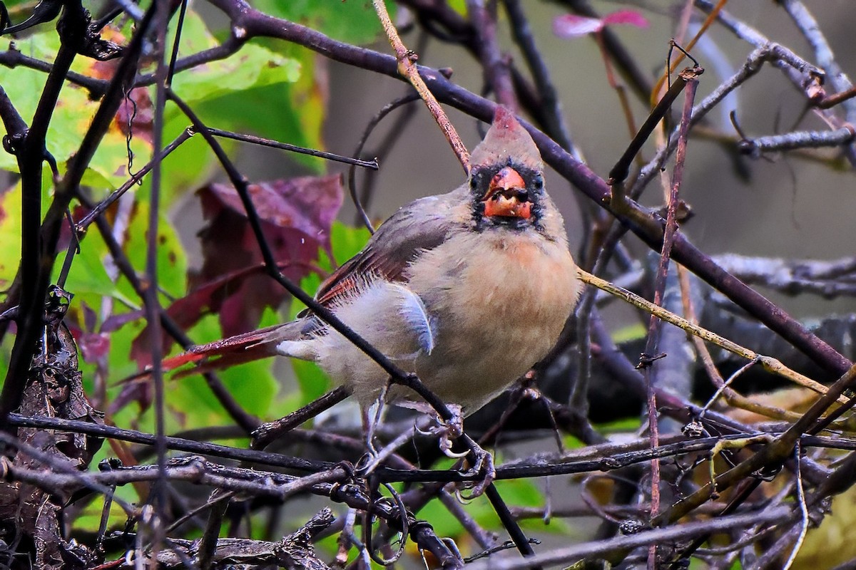 Northern Cardinal - ML643461706