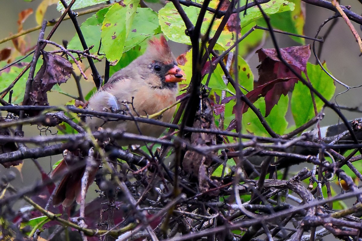 Northern Cardinal - ML643461707
