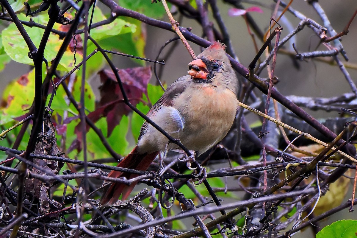 Northern Cardinal - ML643461708