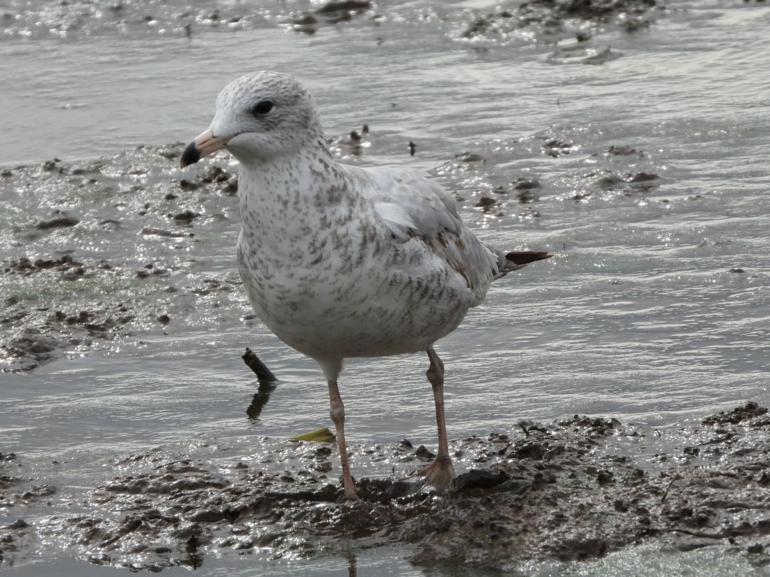 Ring-billed Gull - ML643461709
