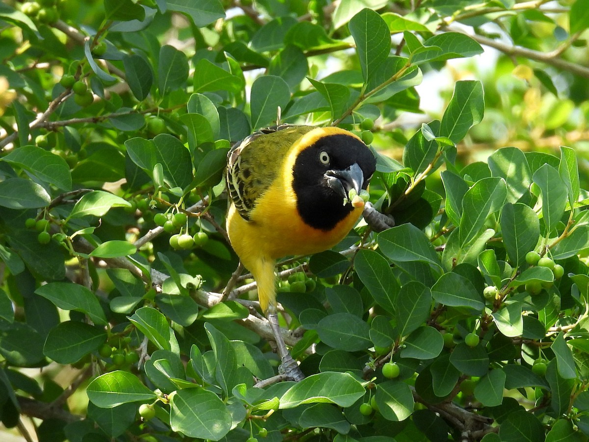 Lesser Masked-Weaver - ML643461710