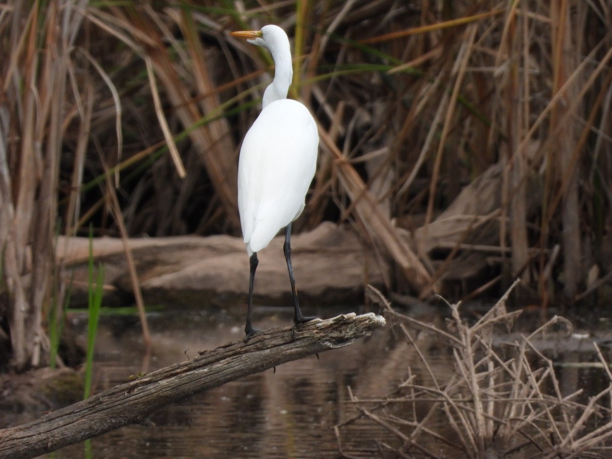 Great Egret - ML643461715