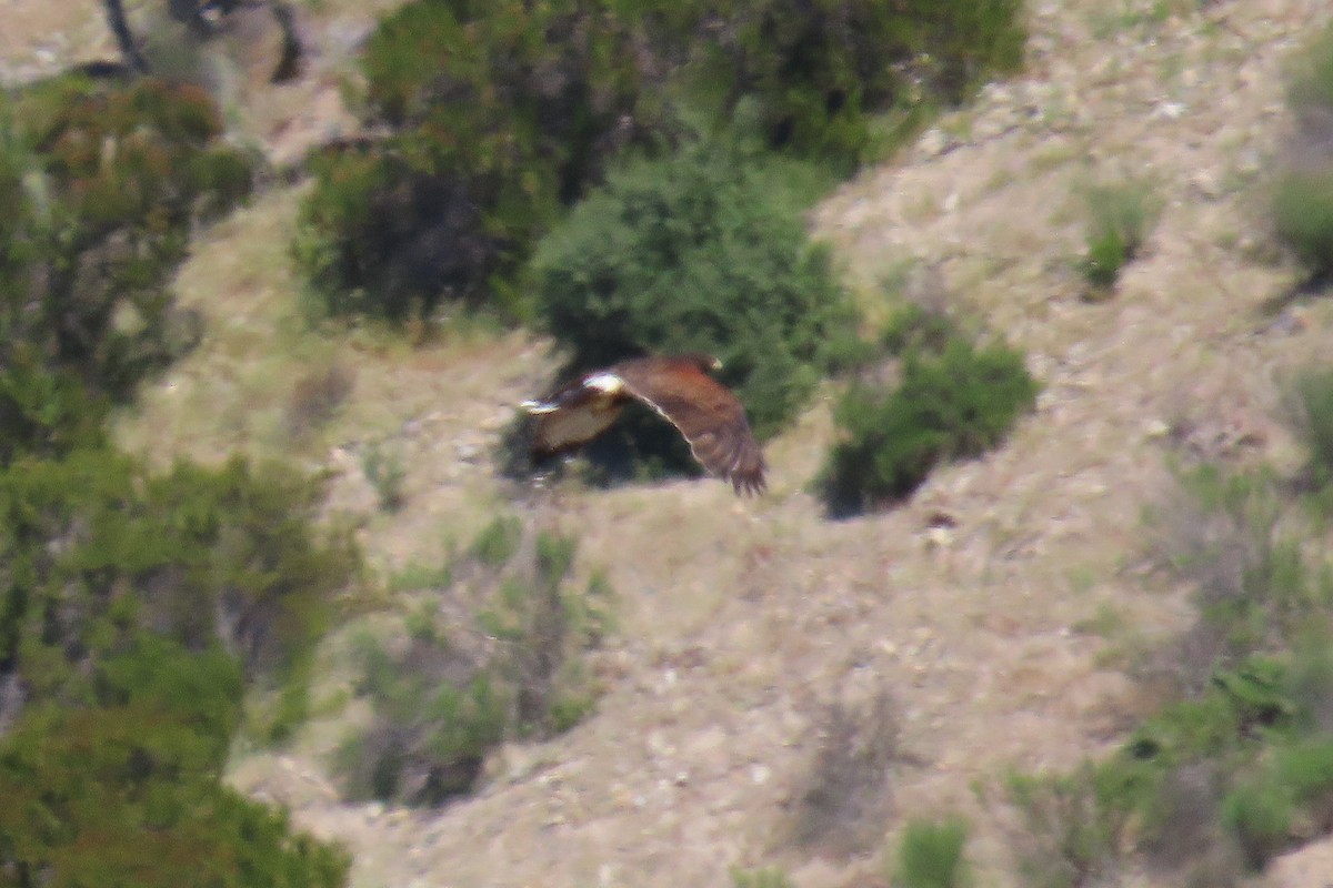 栗翅鷹 - ML643461727