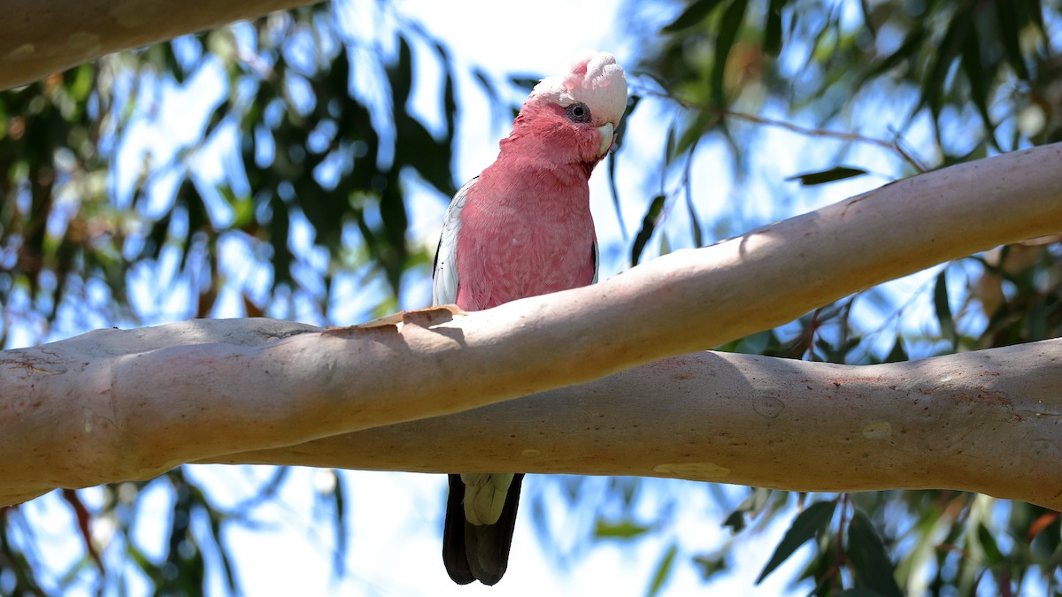 kakadu růžový - ML643461730