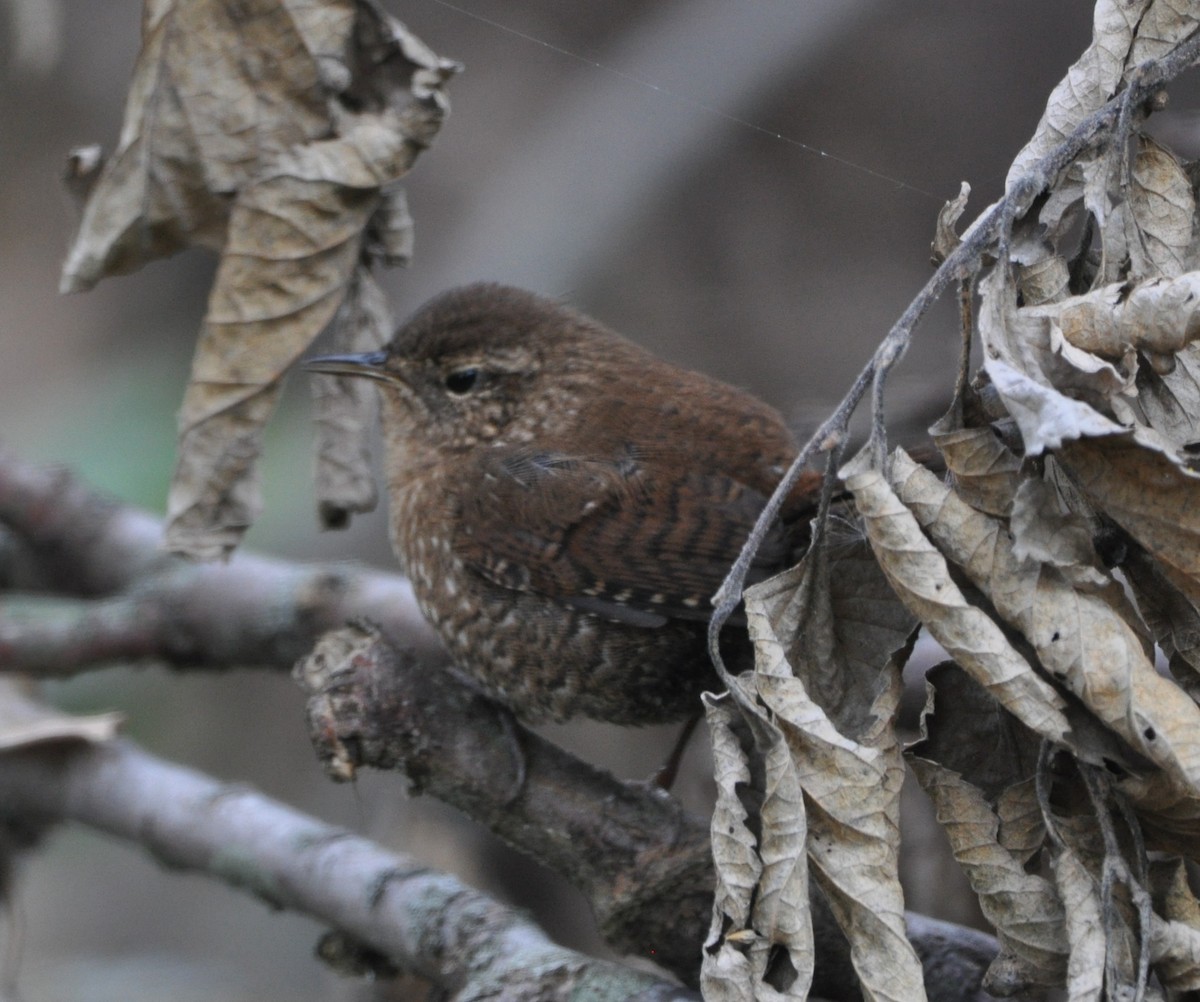Winter Wren - ML643461736
