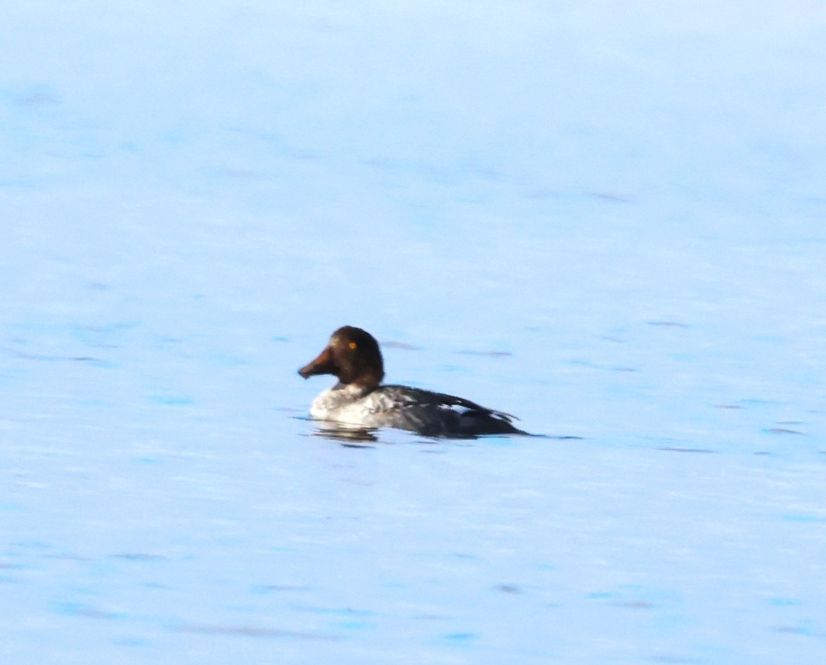 Common Goldeneye - ML643461742