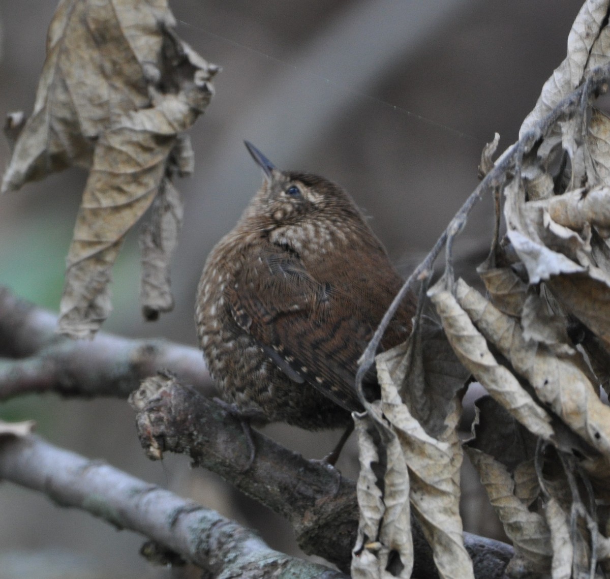 Winter Wren - ML643461751