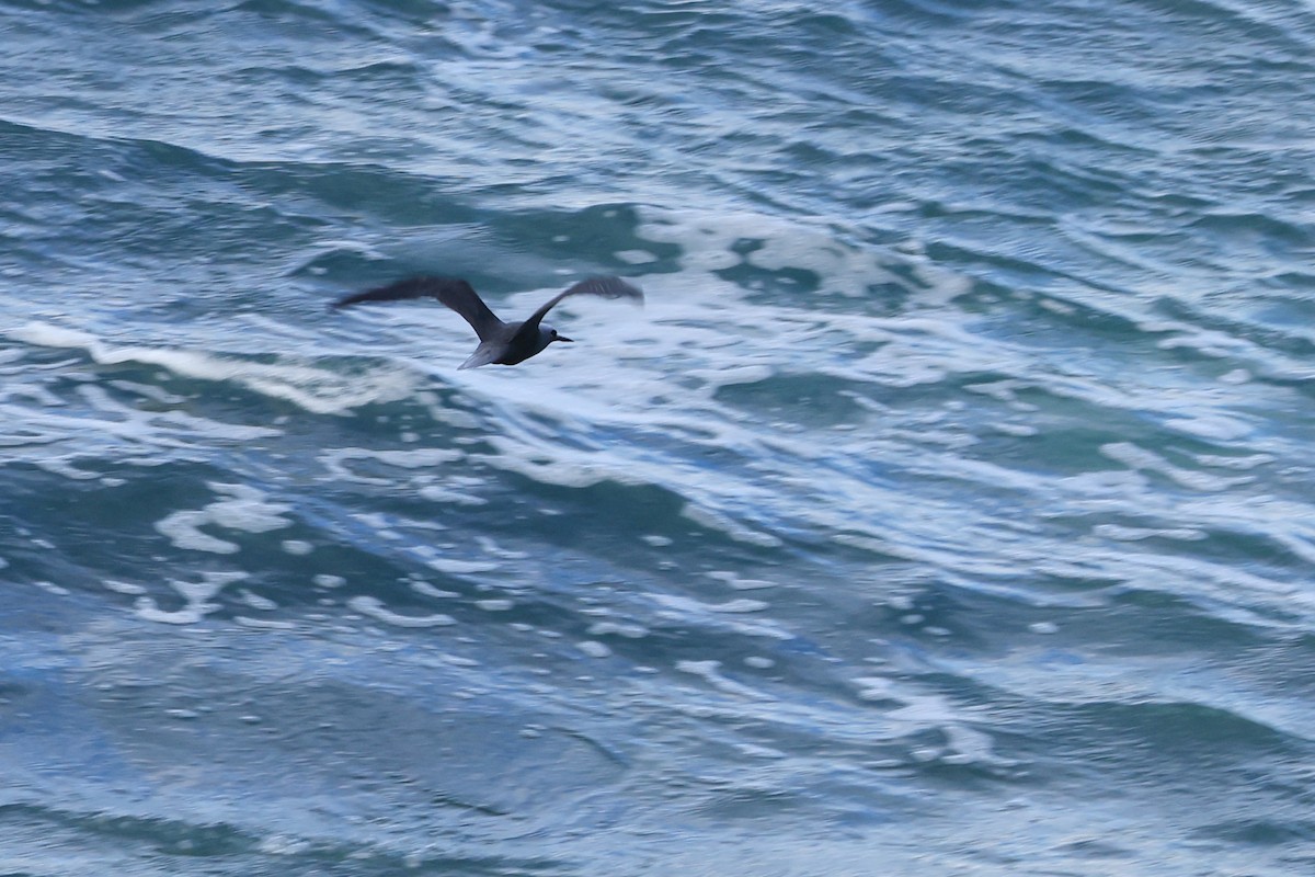 nody bělotemenný - ML643461754