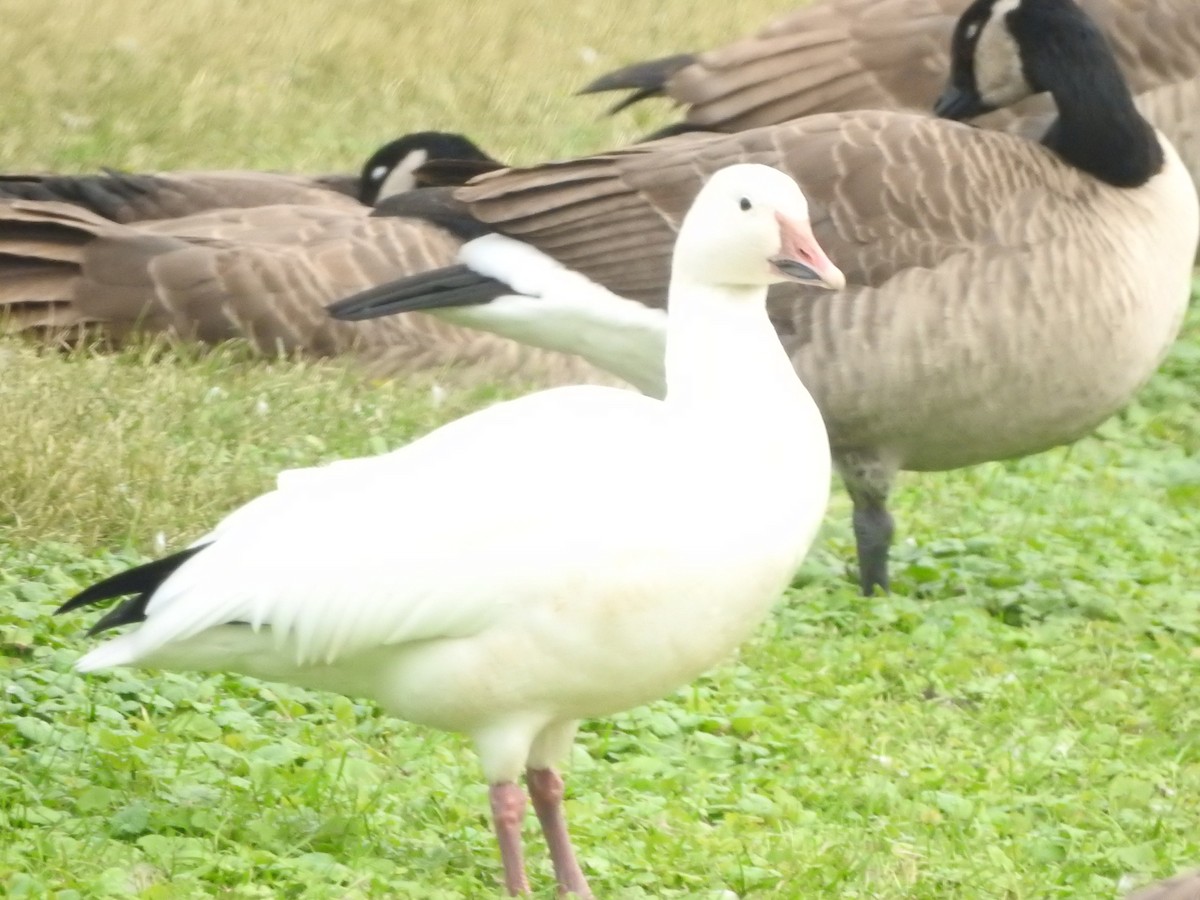 Snow Goose - ML643461768
