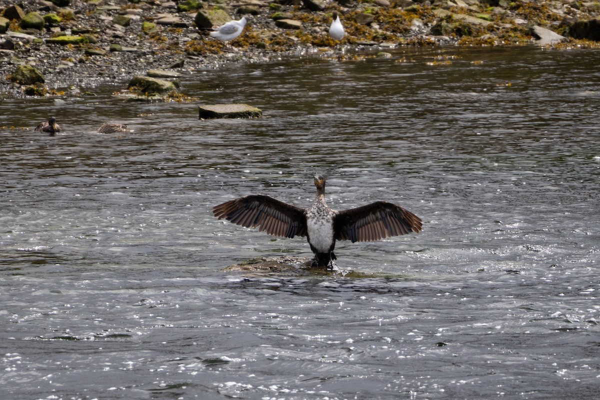 Cormorano - ML643461770