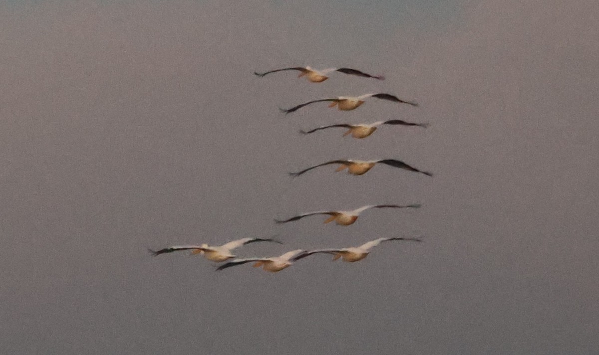 American White Pelican - ML643461776