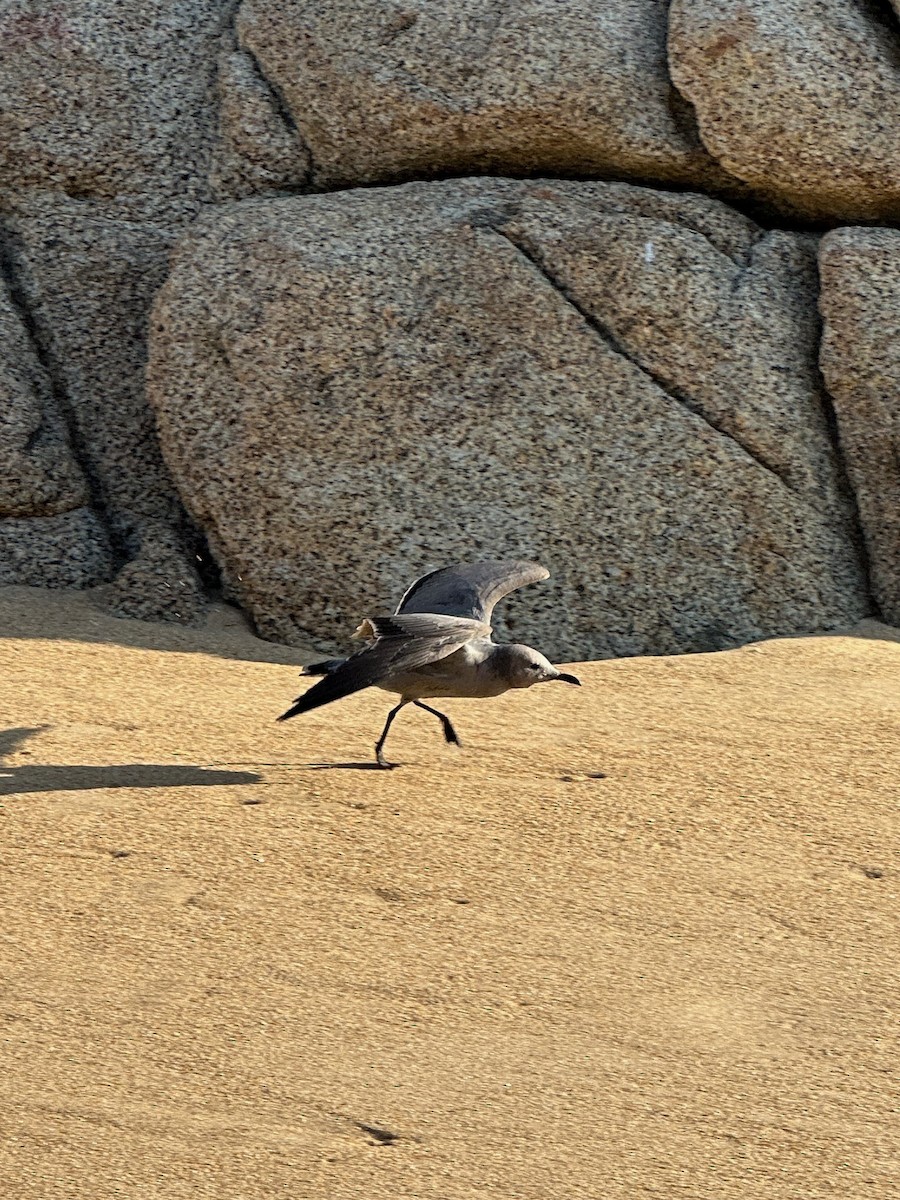 Gray Gull - ML643461798