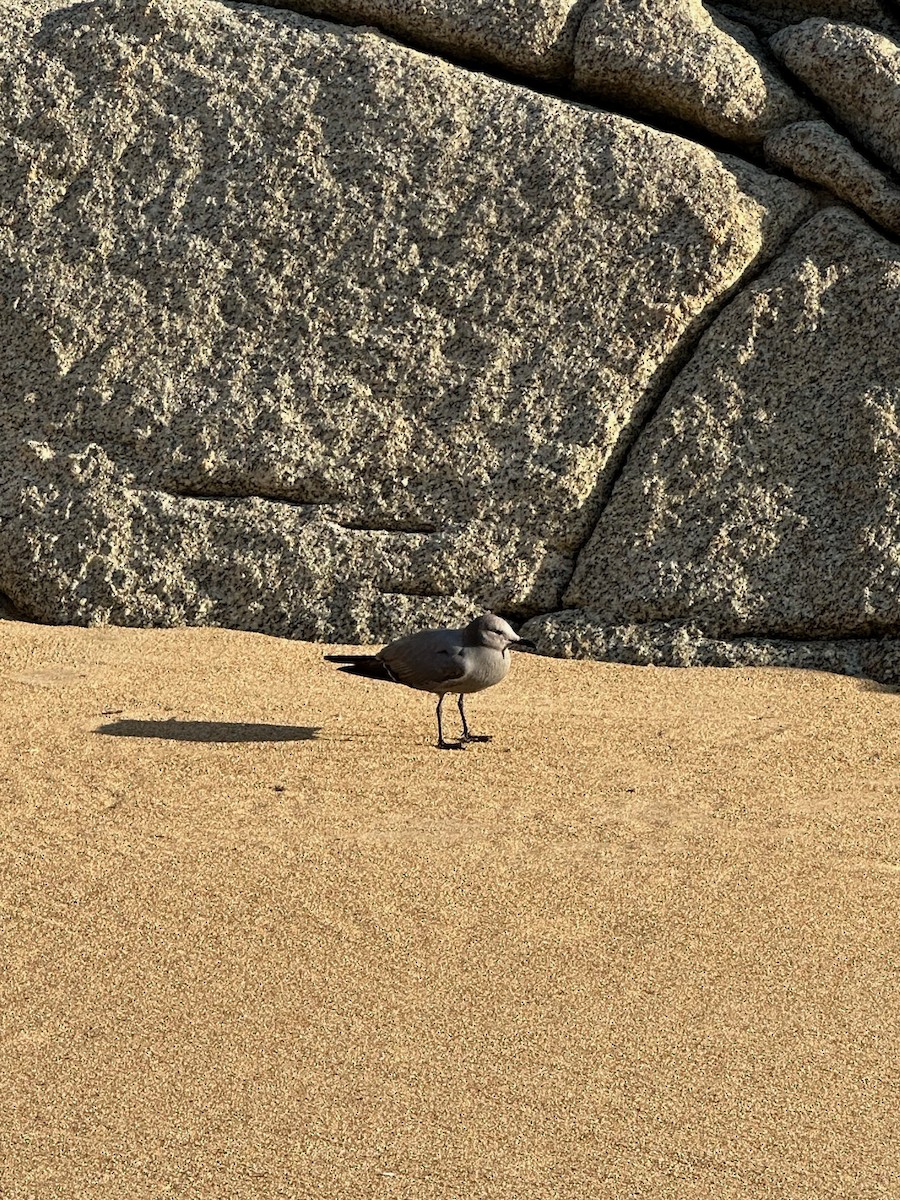 Gray Gull - ML643461799