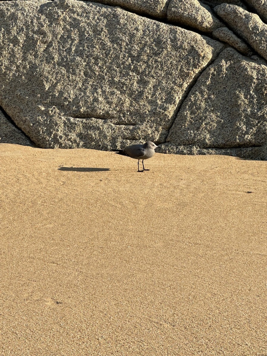 Gray Gull - ML643461800