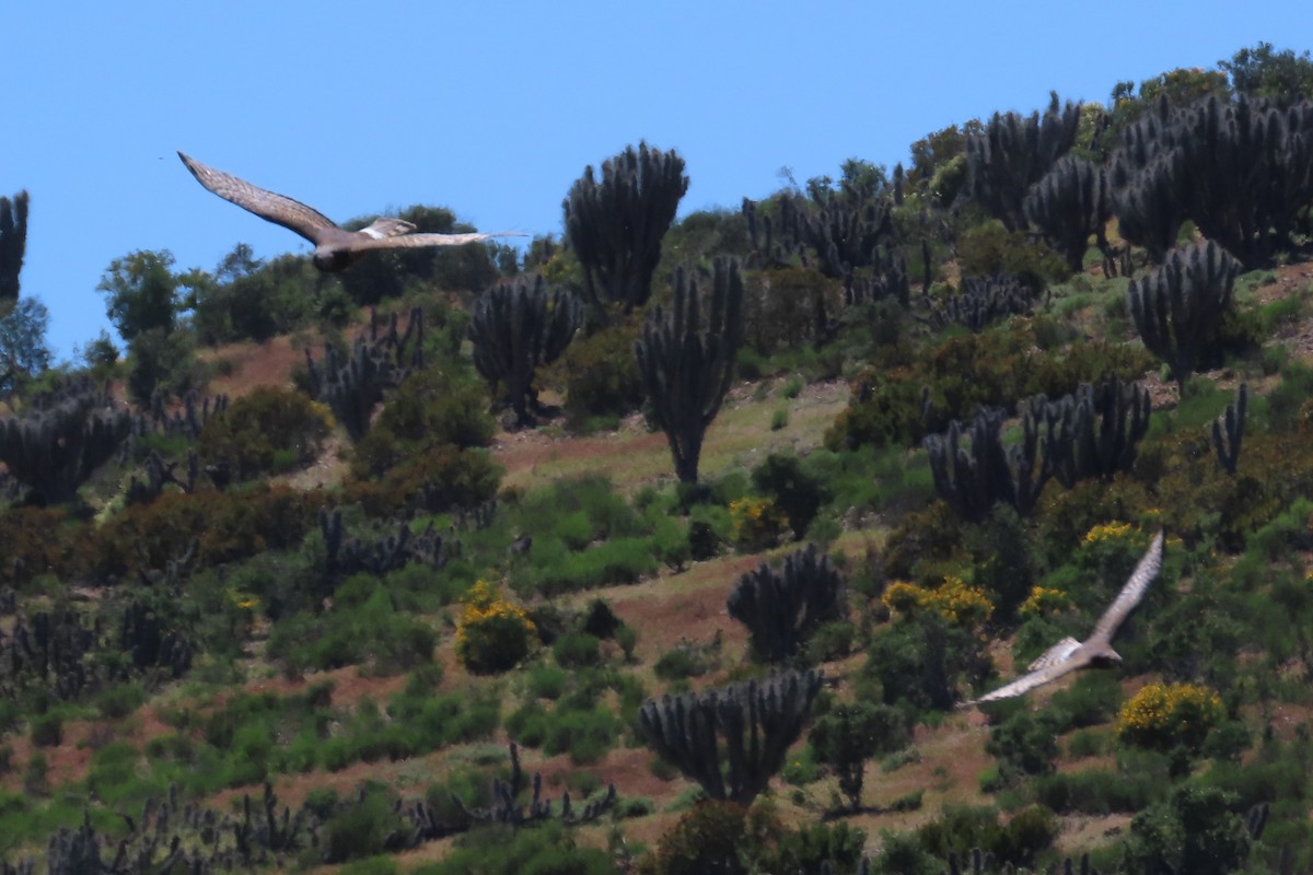 Cinereous Harrier - ML643461803