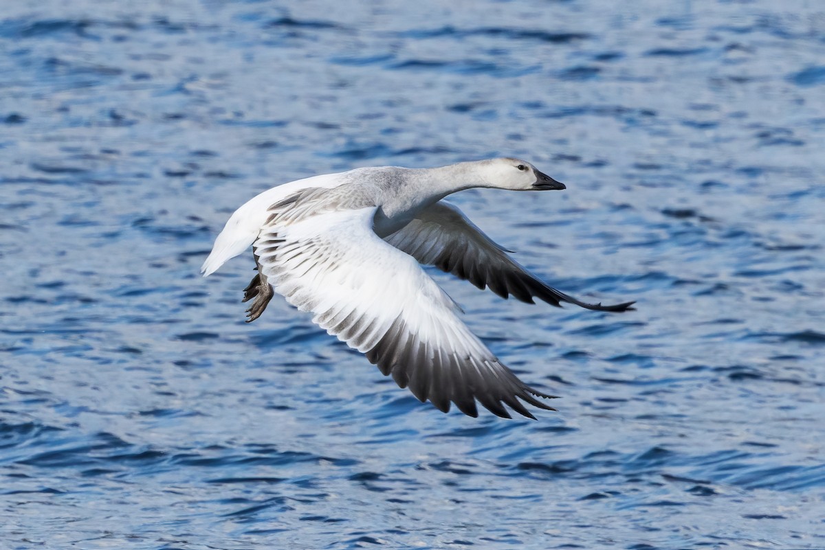 Snow Goose - ML643461806