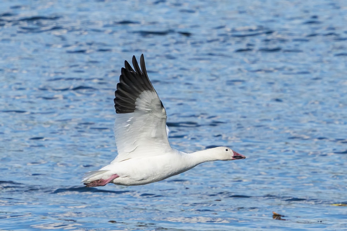 Snow Goose - ML643461807