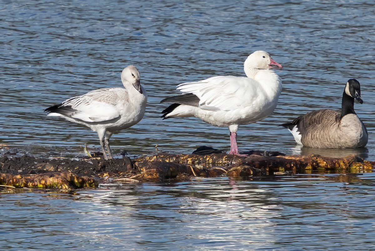 Snow Goose - ML643461808
