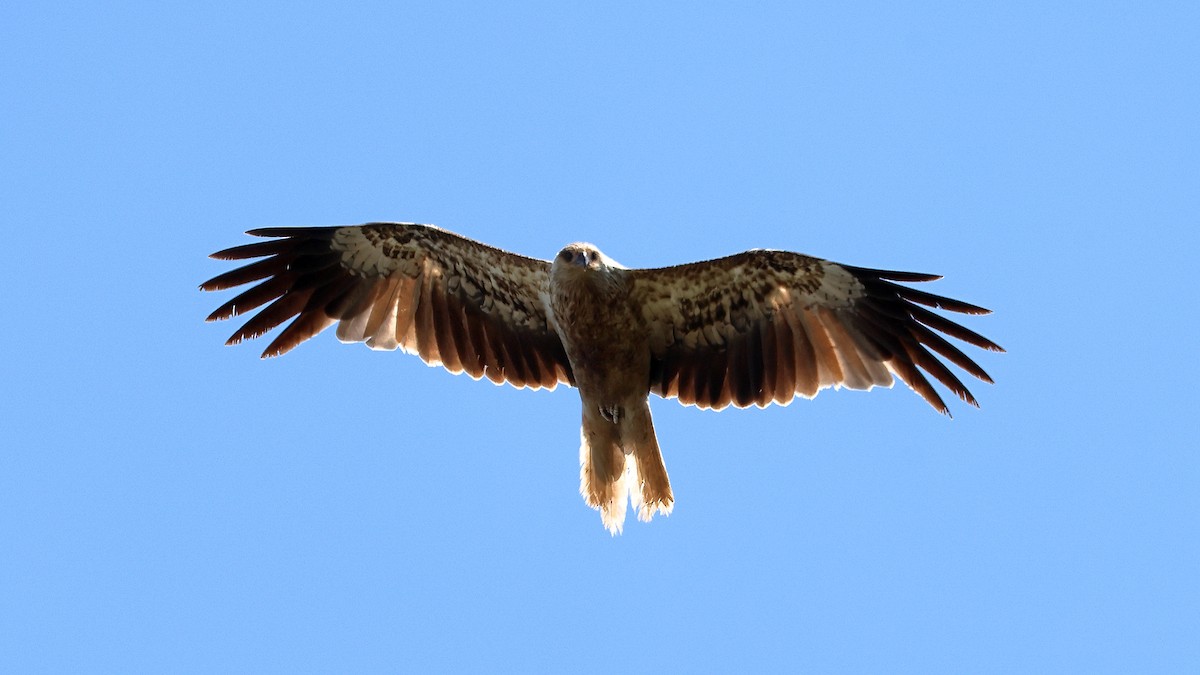 luňák hvízdavý - ML643461816