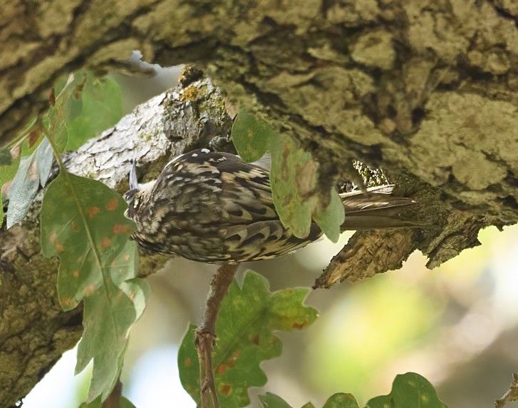 Brown Creeper - ML643461822