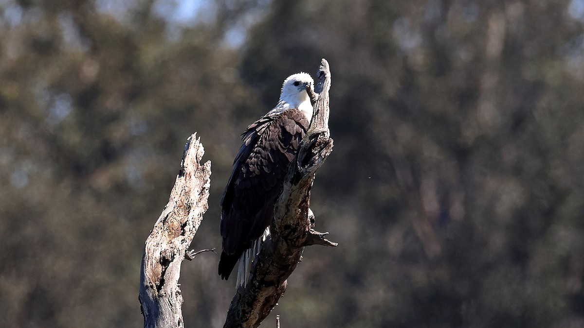 orel bělobřichý - ML643461830