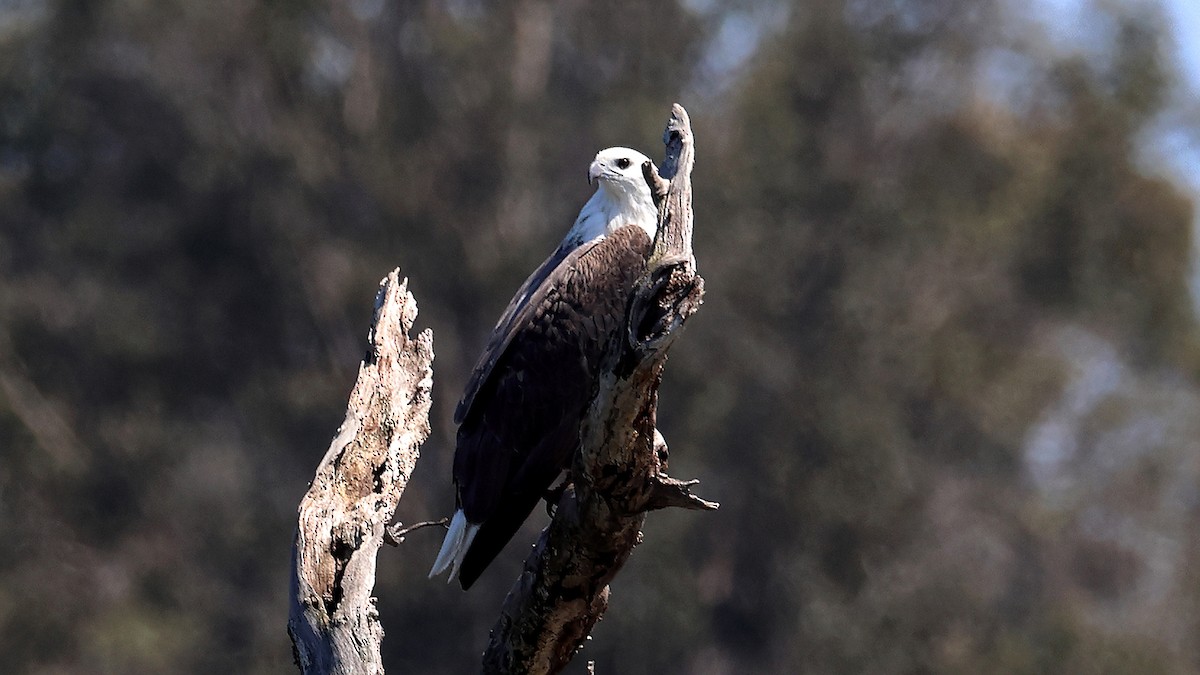 orel bělobřichý - ML643461838