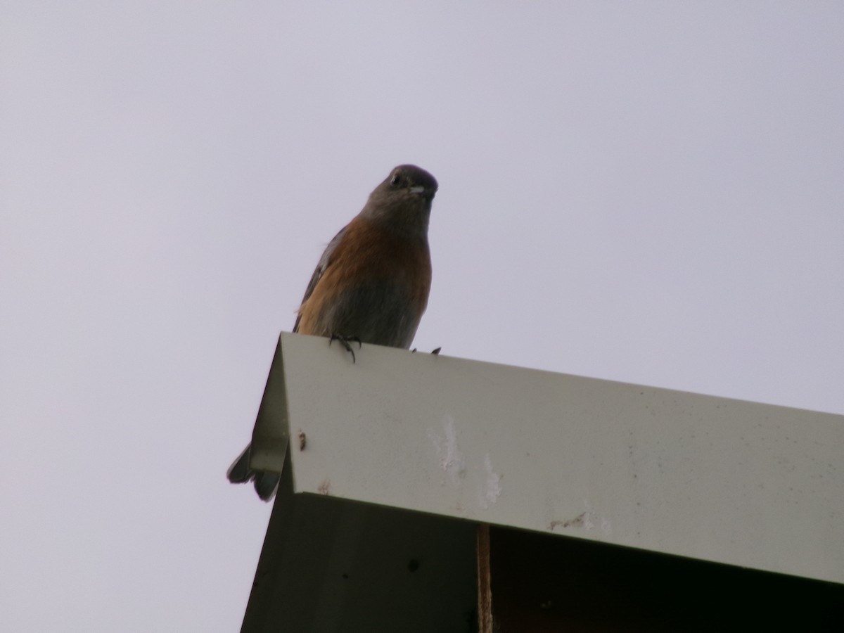 salašník západní - ML643461852