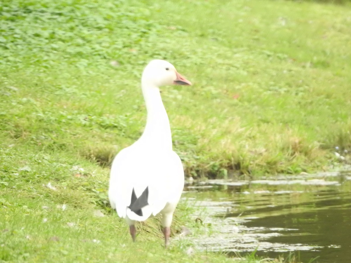 Snow Goose - ML643461857