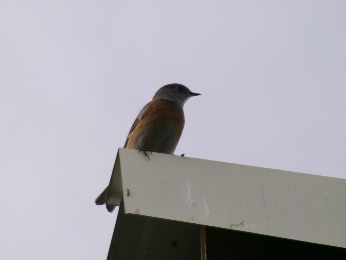 salašník západní - ML643461863