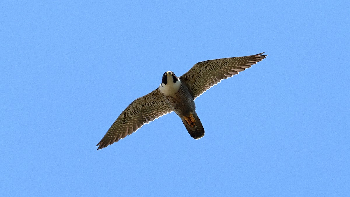 sokol stěhovavý - ML643461868