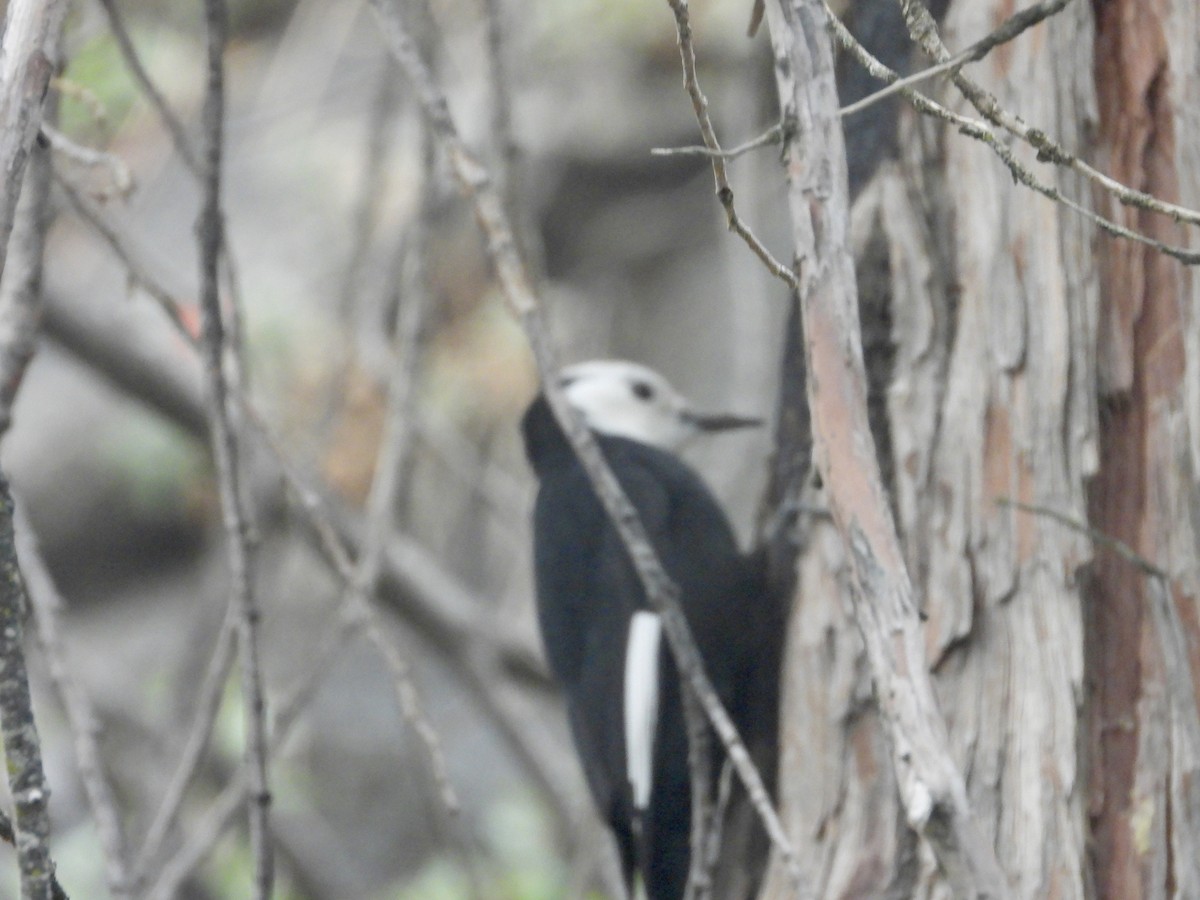 White-headed Woodpecker - ML643461870