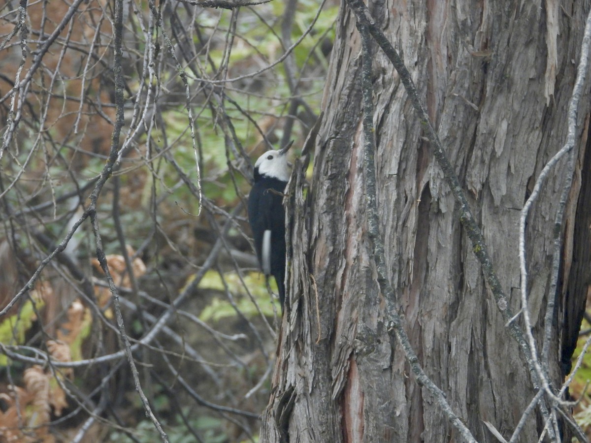 White-headed Woodpecker - ML643461871