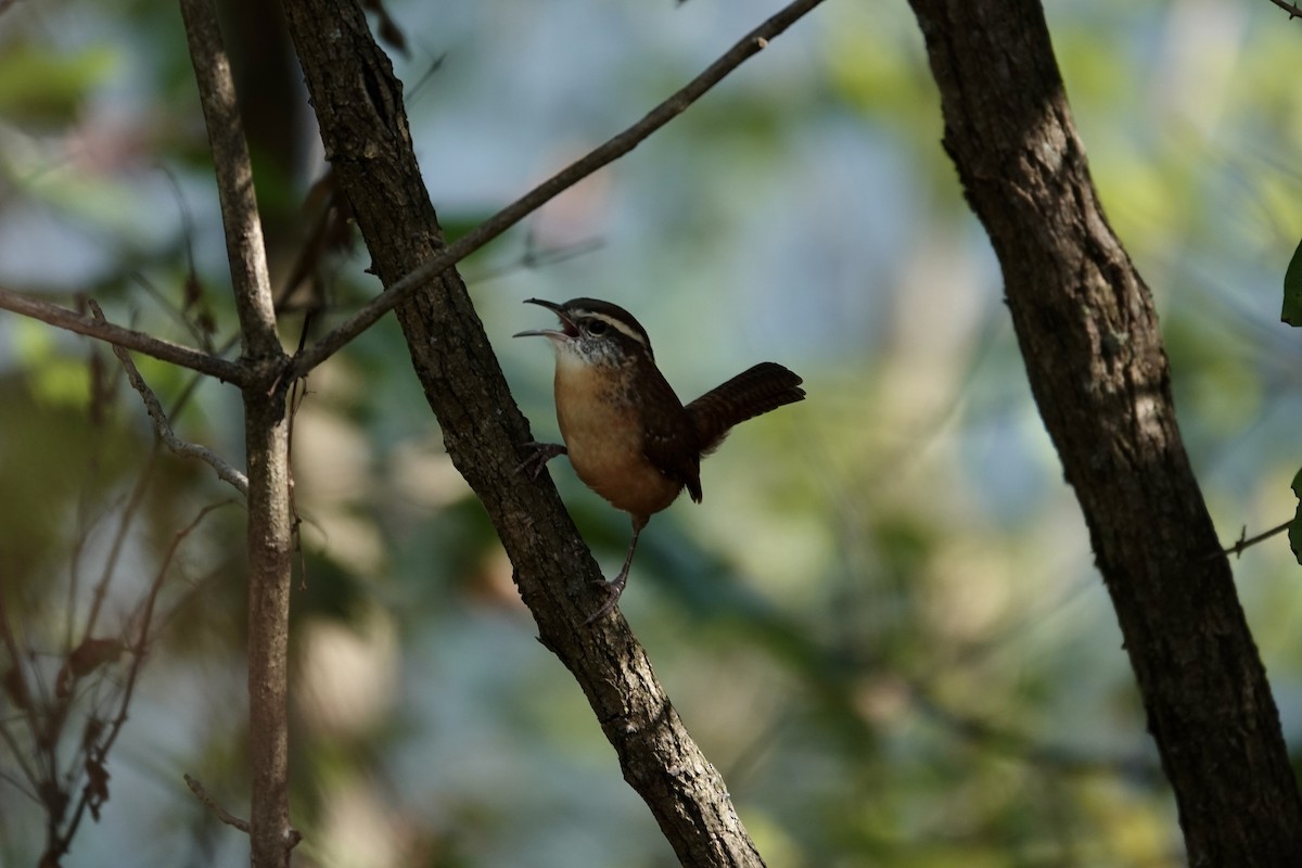 Carolina Wren - ML643461872