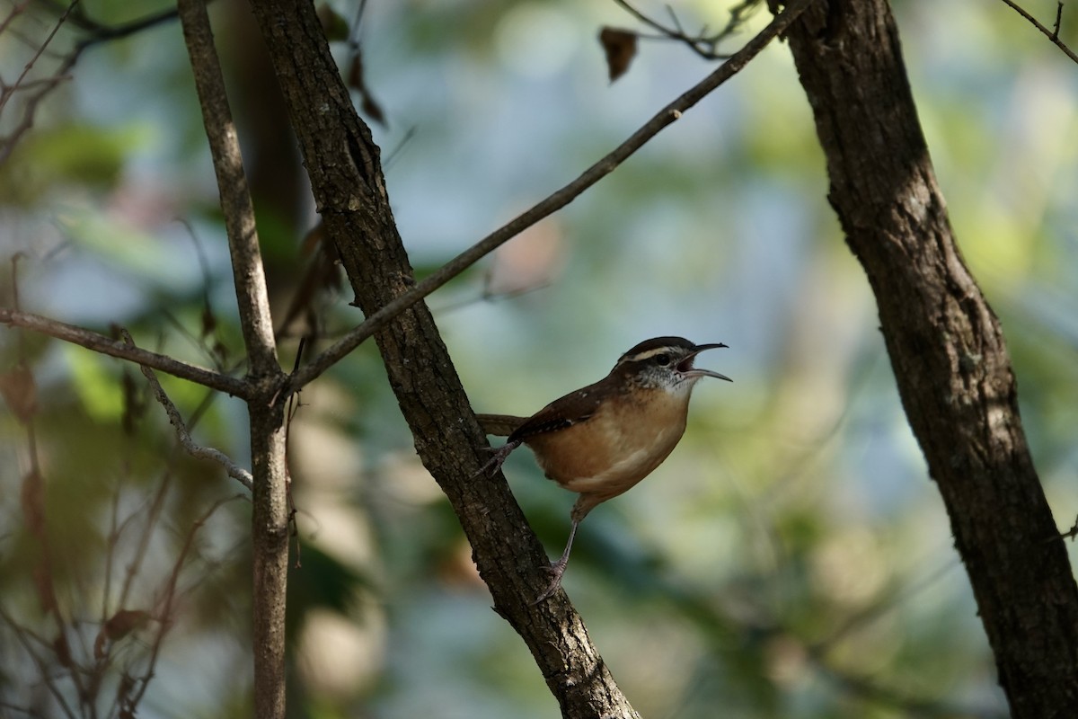 Carolina Wren - ML643461873