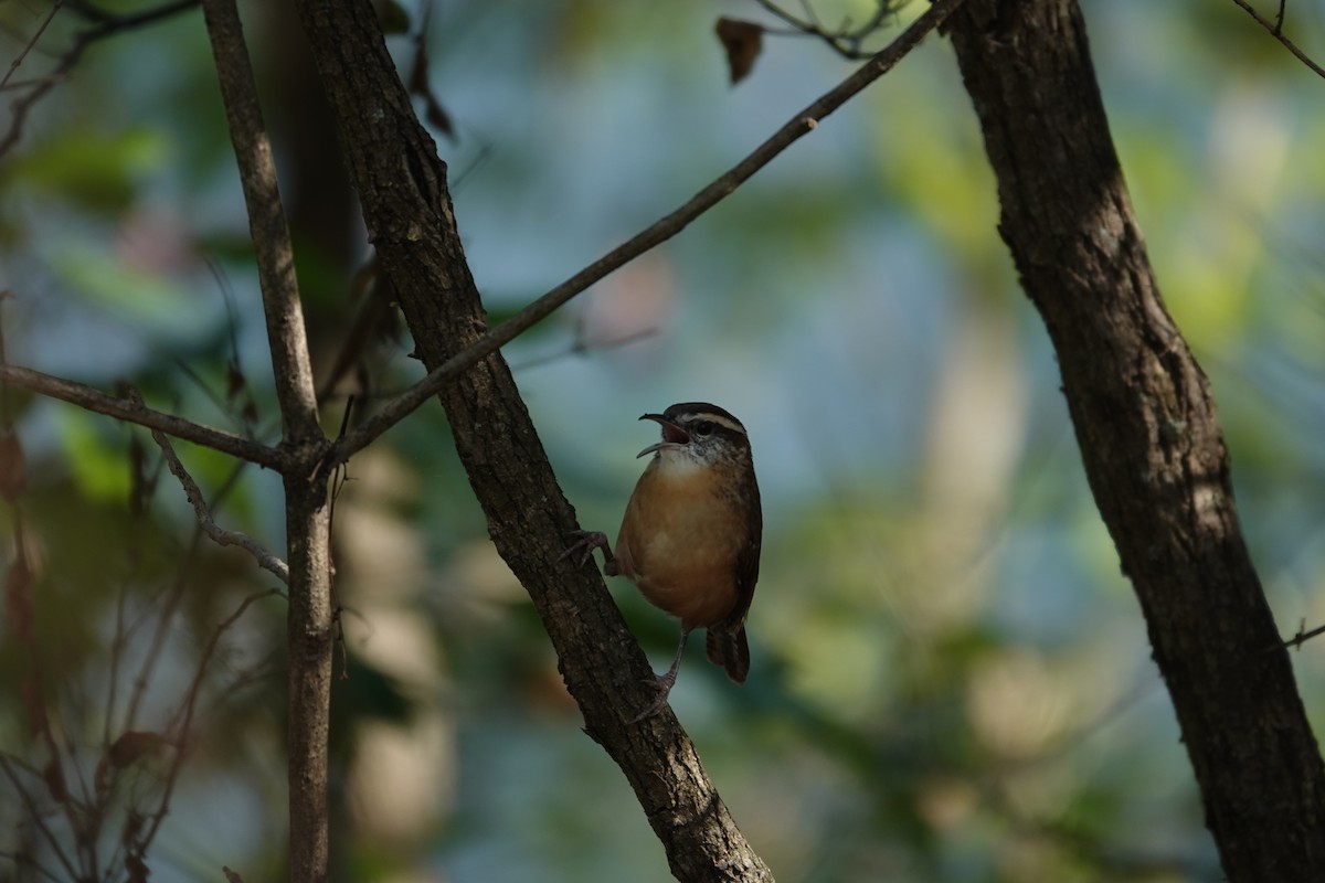 Carolina Wren - ML643461874