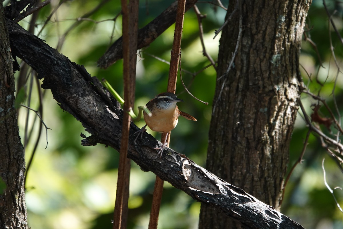 Carolina Wren - ML643461875