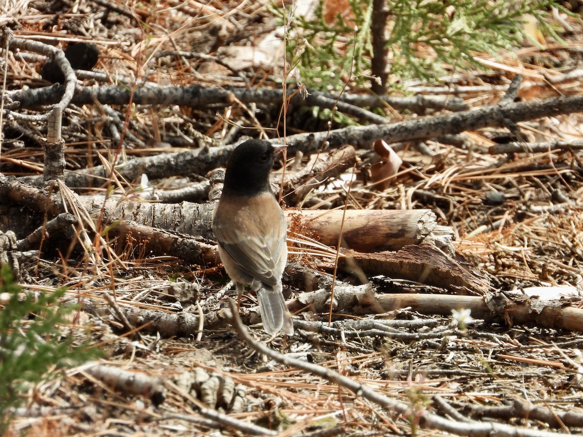 Dark-eyed Junco - ML643461880
