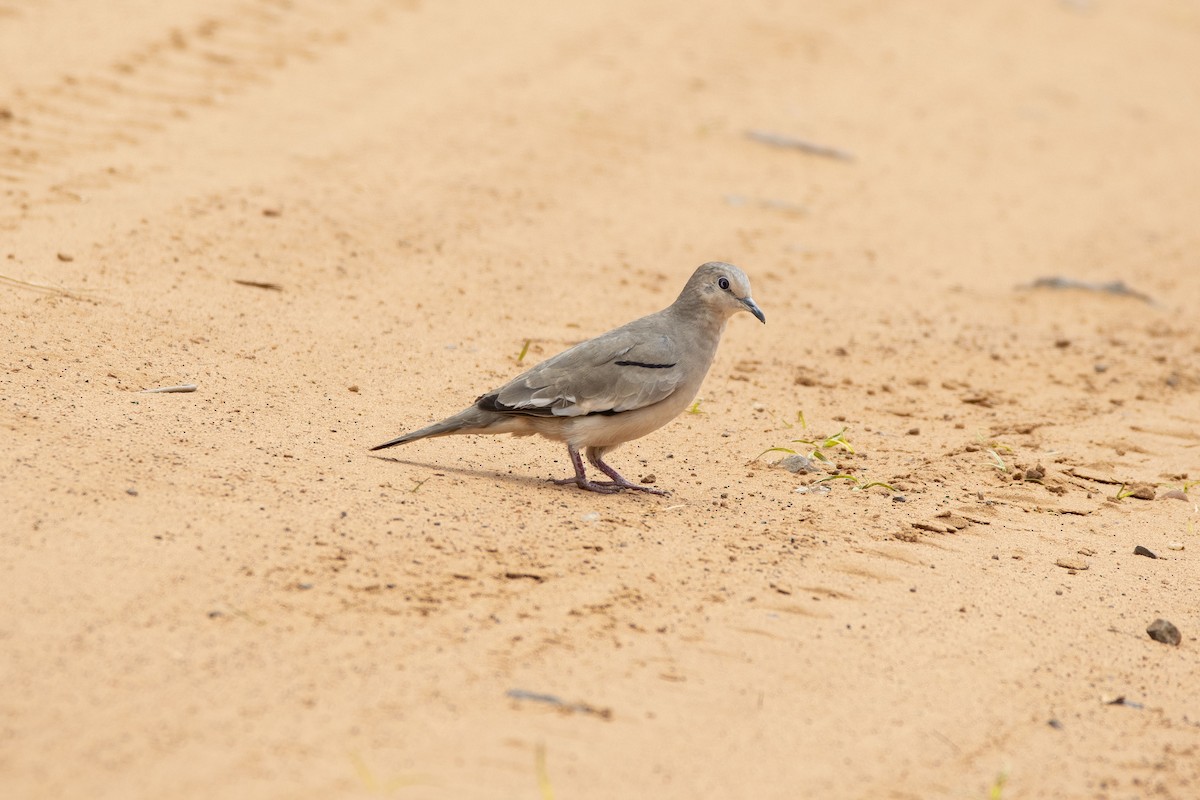 Picui Ground Dove - ML643461881