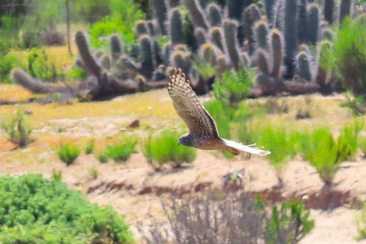 Cinereous Harrier - ML643461911