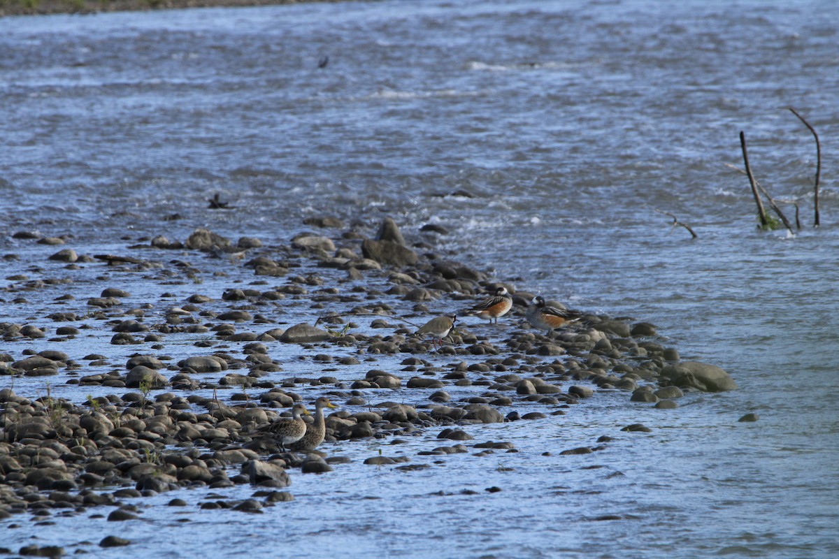 Yellow-billed Pintail - ML643461923