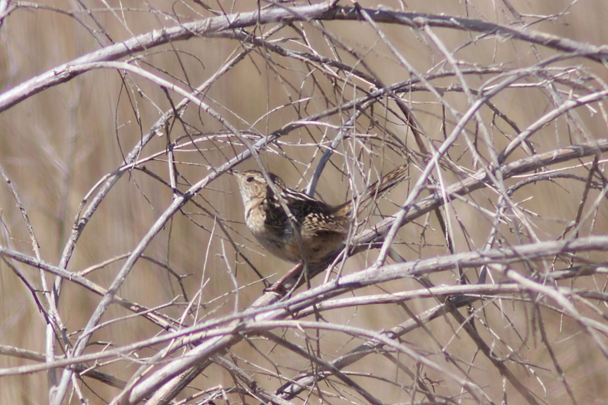 Grass Wren - ML643461930