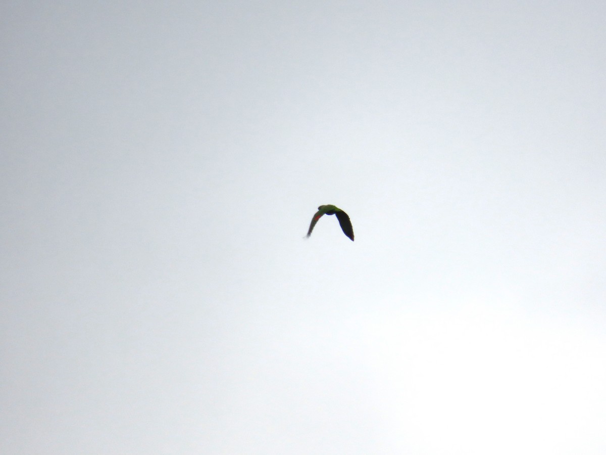 Scaly-naped Amazon - ML643461941