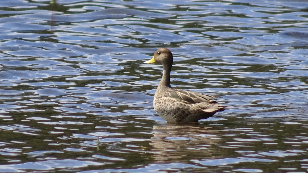 Yellow-billed Pintail - ML643461948