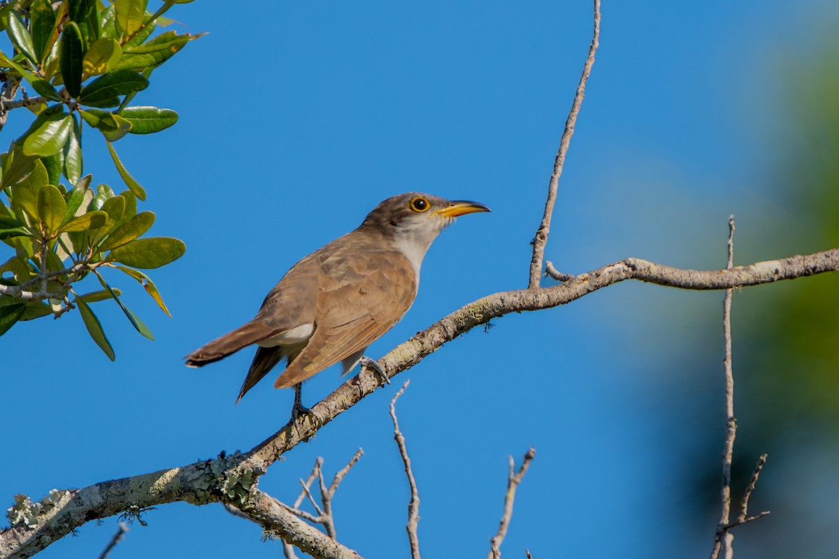 Cuclillo Piquigualdo - ML643461950
