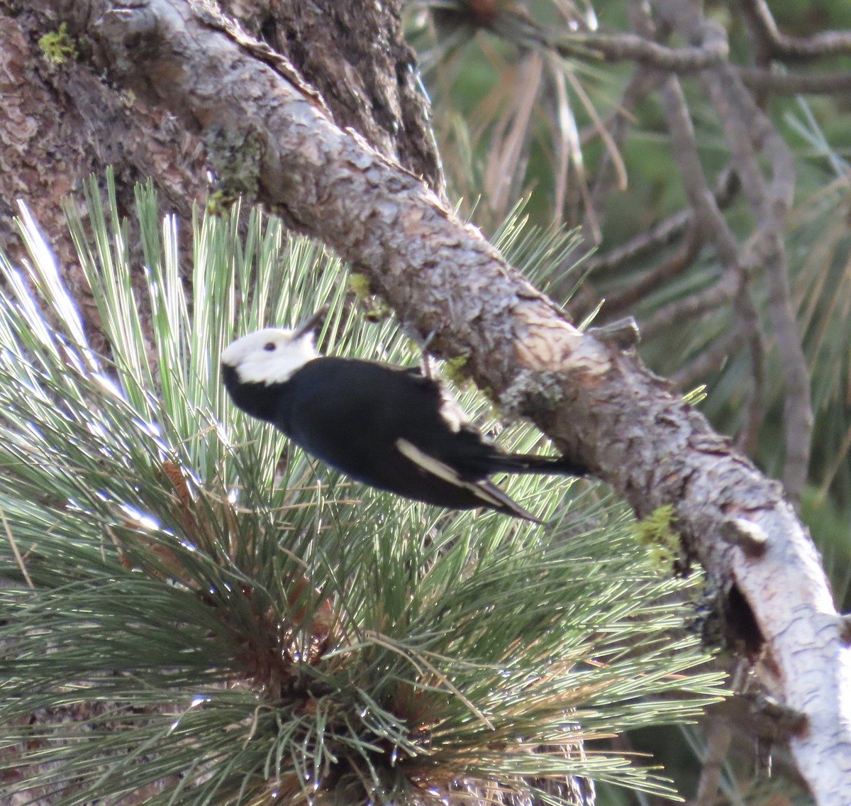 White-headed Woodpecker - ML643461955