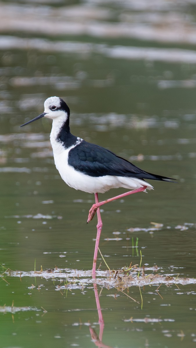 Black-necked Stilt - ML643461956