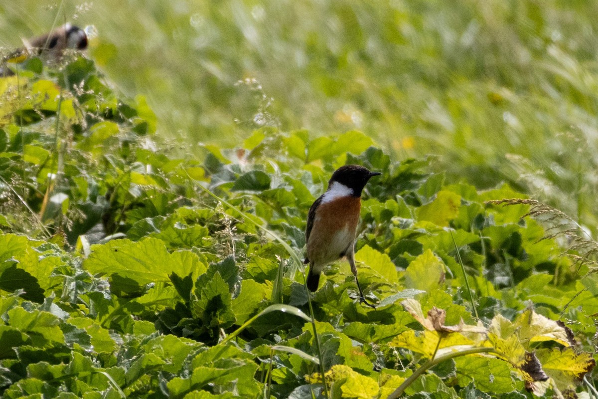 European Stonechat - ML643461958