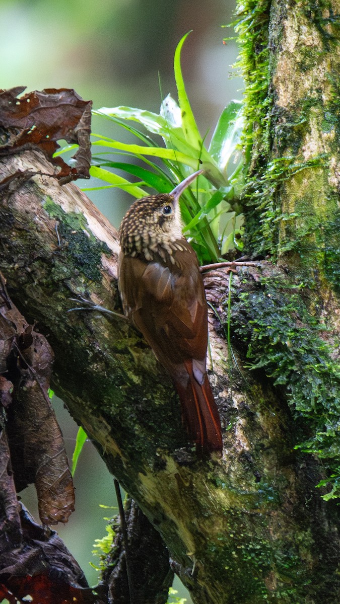 Lesser Woodcreeper - ML643461981