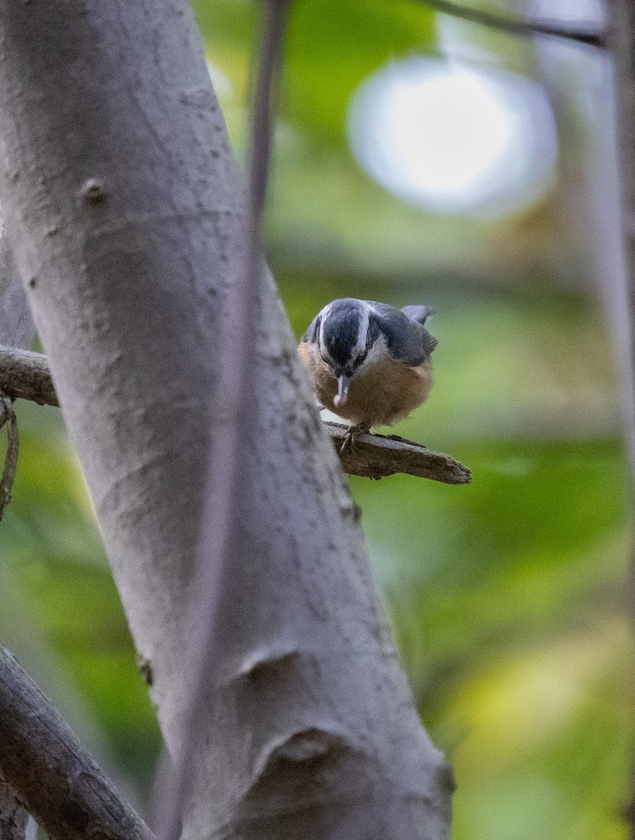 Red-breasted Nuthatch - ML643462021