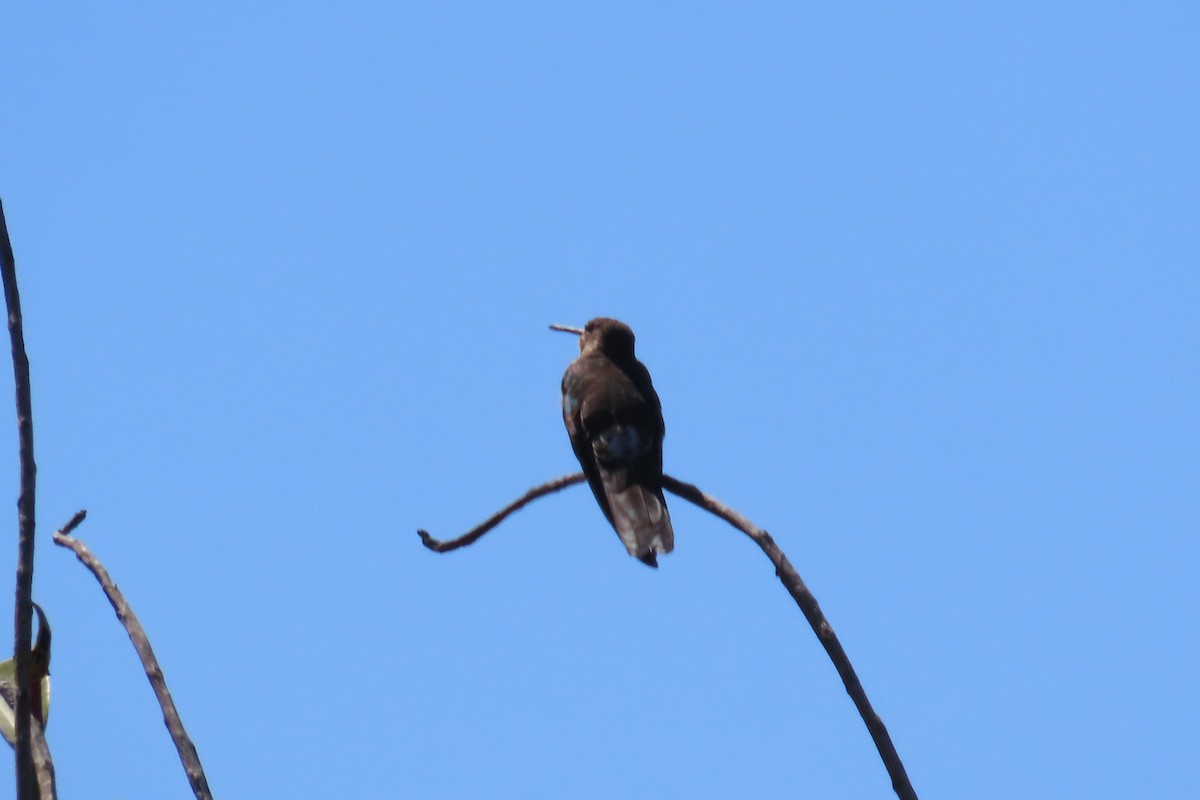 Riesenkolibri - ML643462022